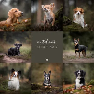 preset hond honden Lightroom outdoor pet studio petstudio hondenfotografie tips hondenfotograaf mooie foto's maken hond