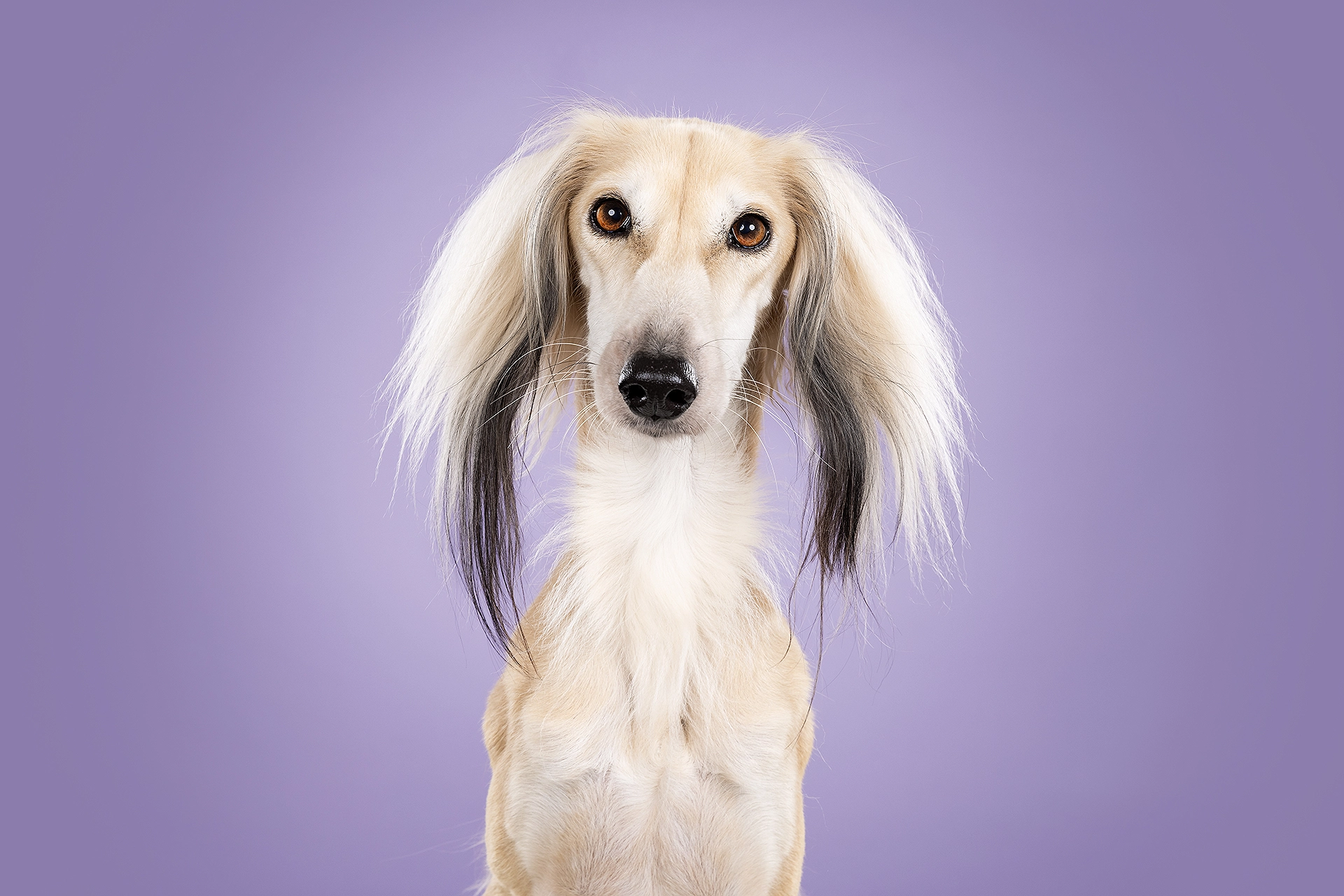 studio-hond-fotoshoot-hondenfotograaf-honden-fotostudio